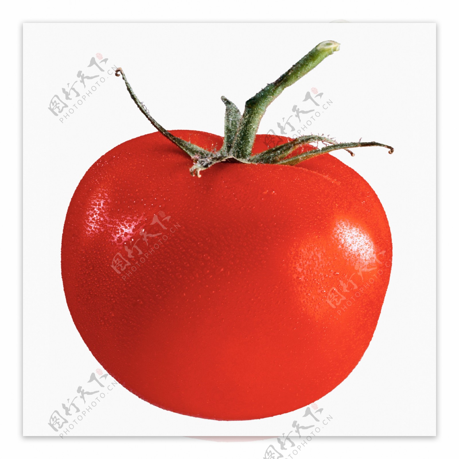 高清西红柿摄影图片