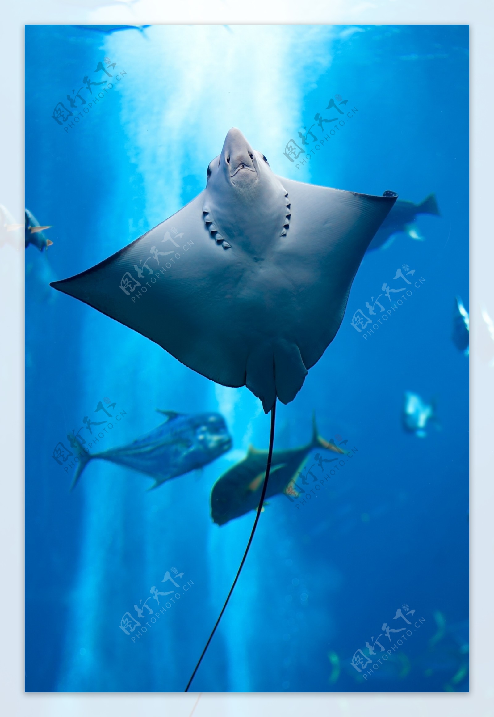 海底海鱼和鲨鱼图片