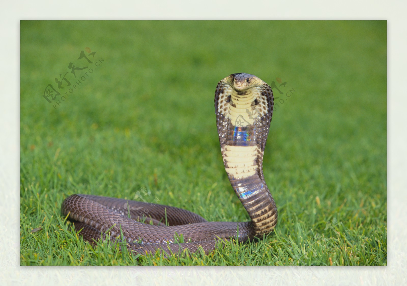 草地上的眼镜蛇图片