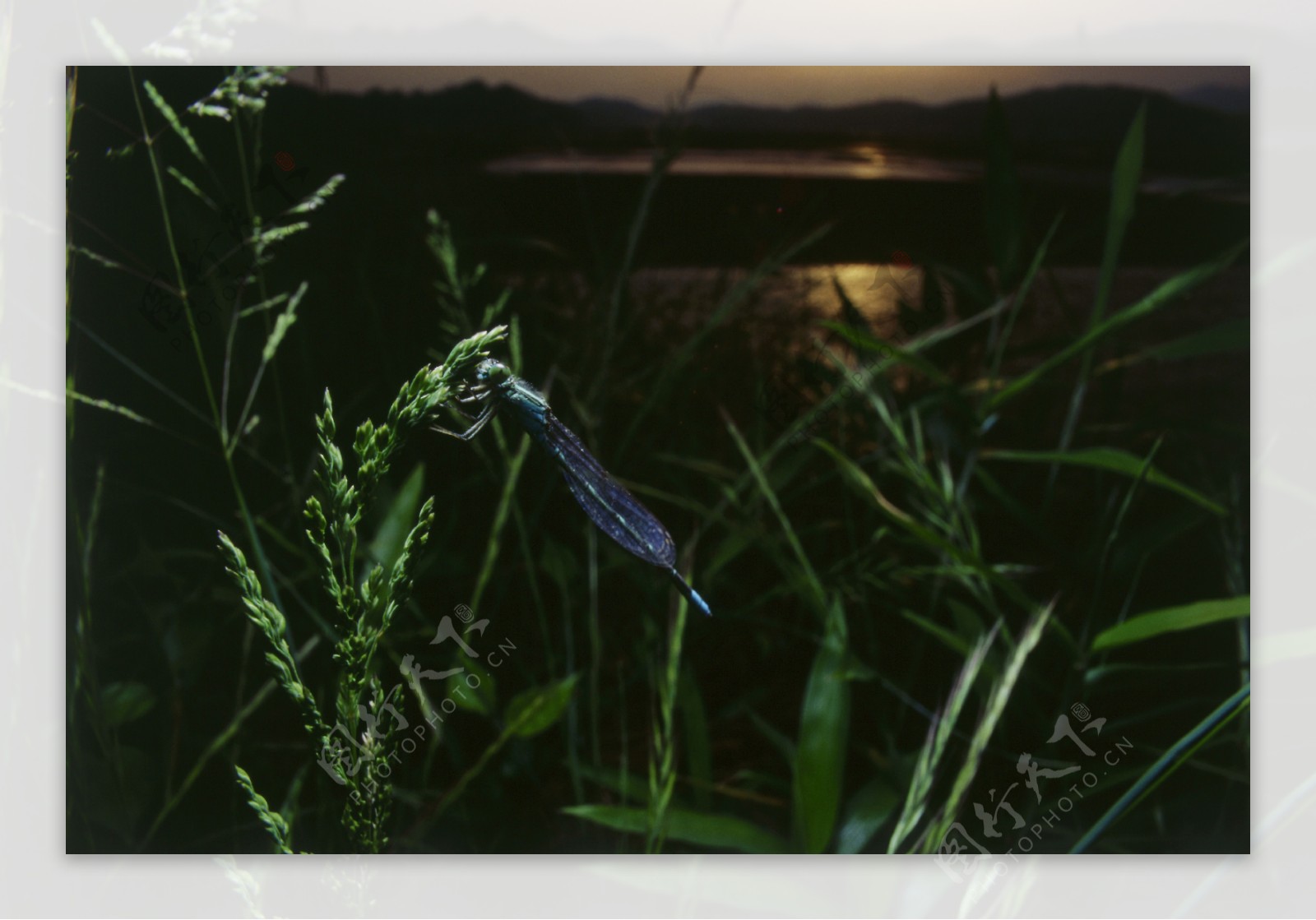 绿叶上的小蜻蜓图片