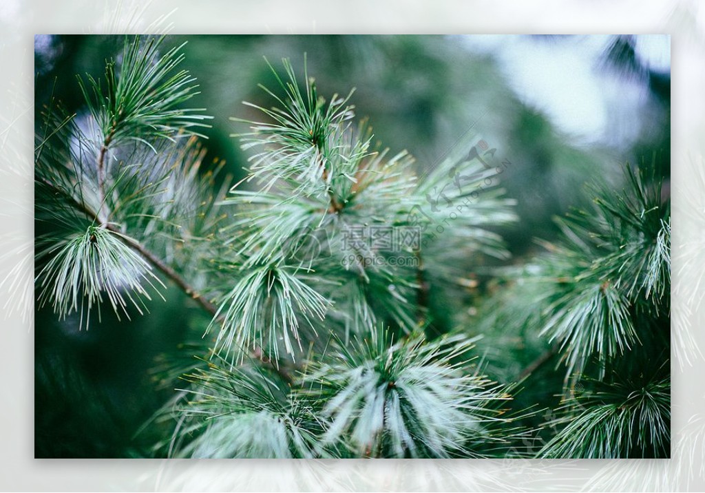 绿色松树的特写摄影
