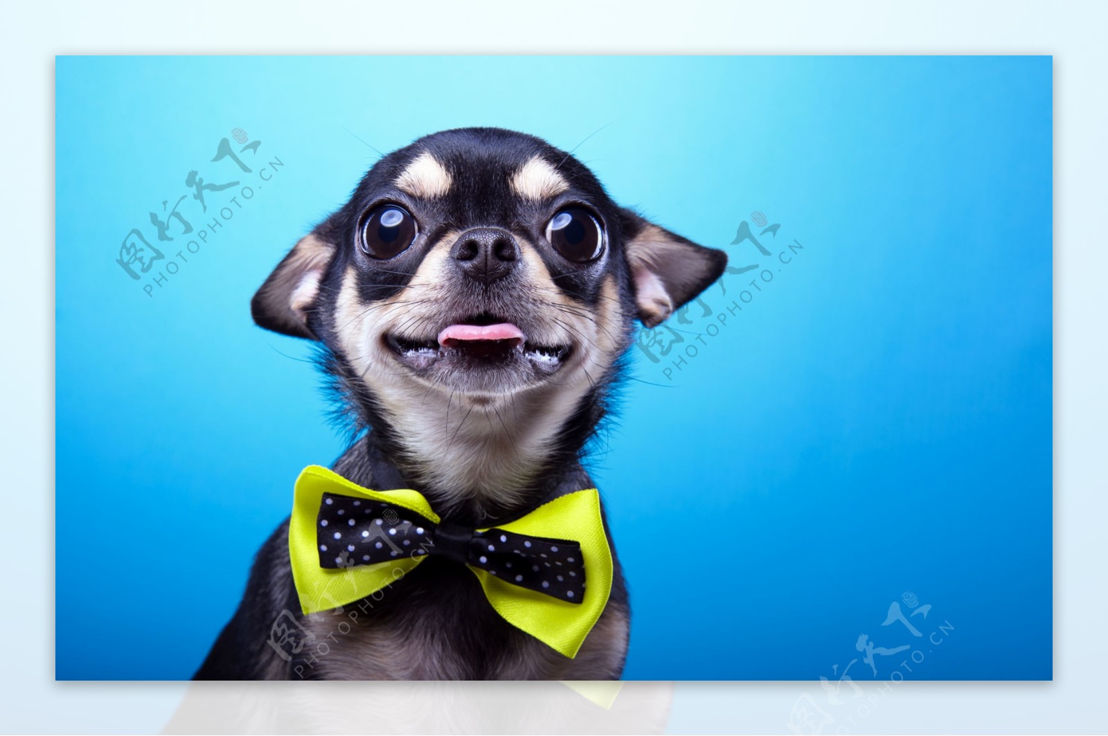系领带的黑色小狗图片