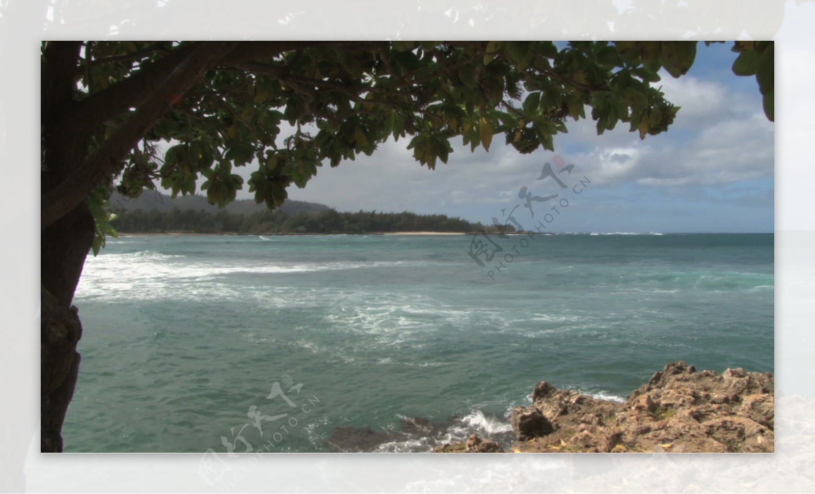夏威夷的景色从一棵树下股票的录像视频免费下载