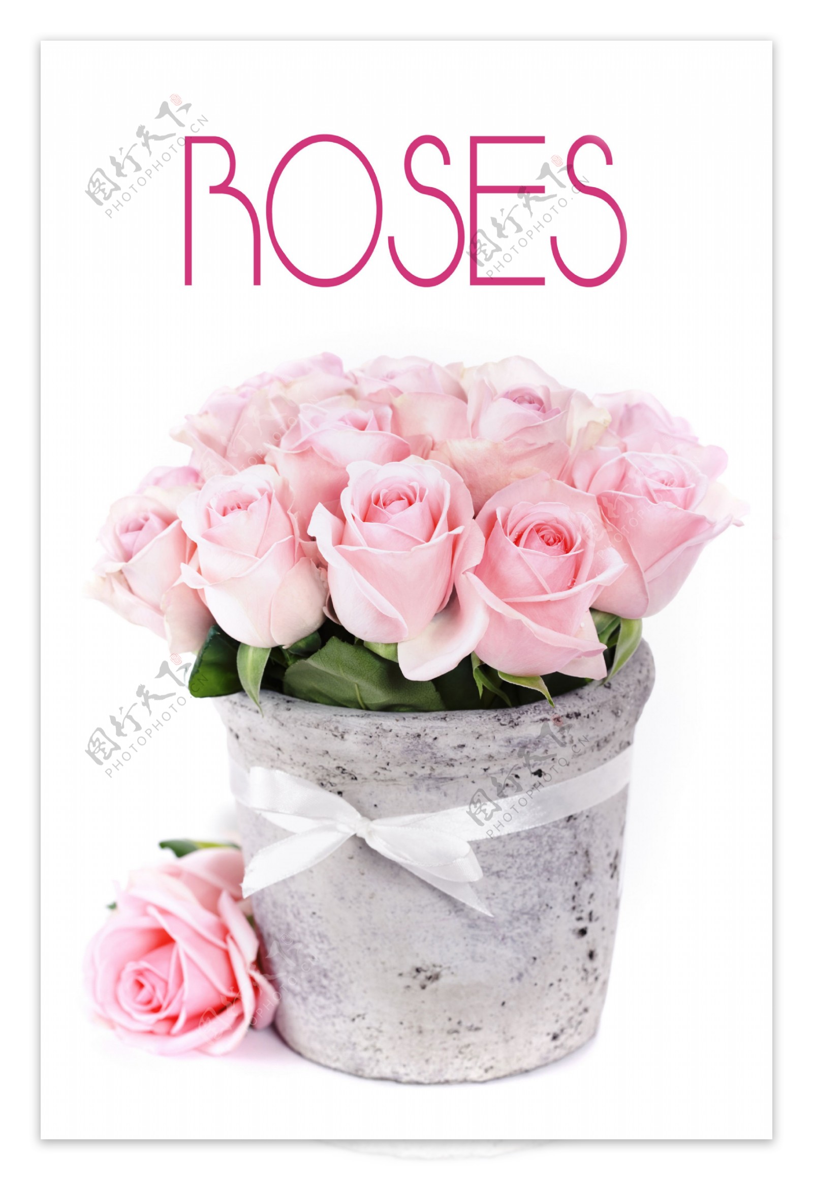 玫瑰花盆图片