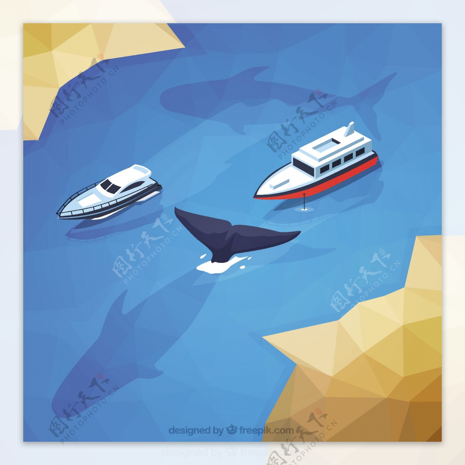 用船和鲸鱼的野生景观