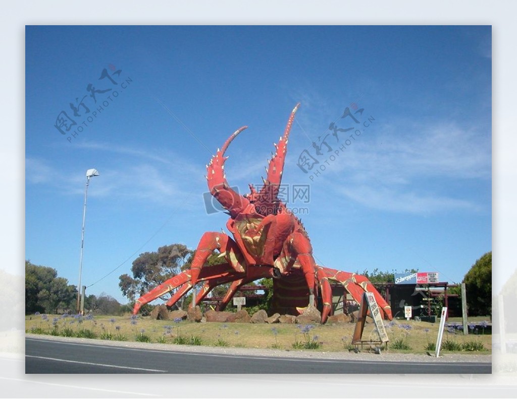 澳大利亚巨型龙虾