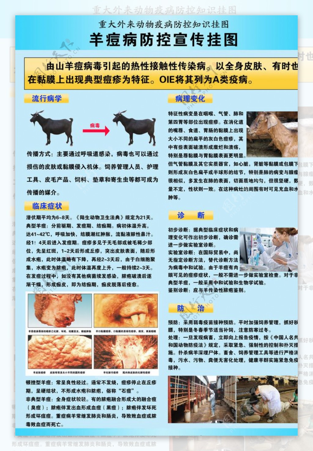羊痘疫病宣传挂图