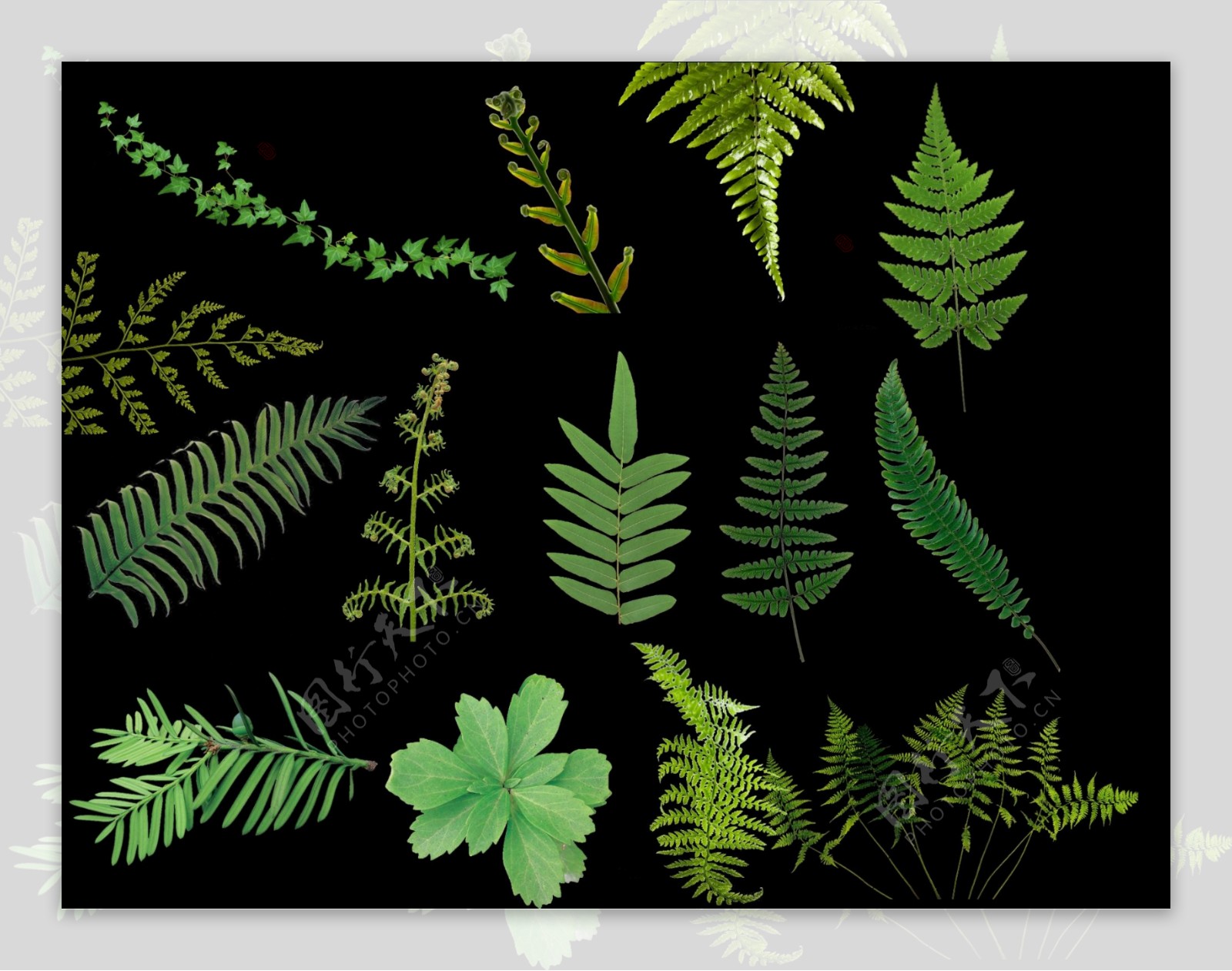 小藤蔓绿色植物抠图素材