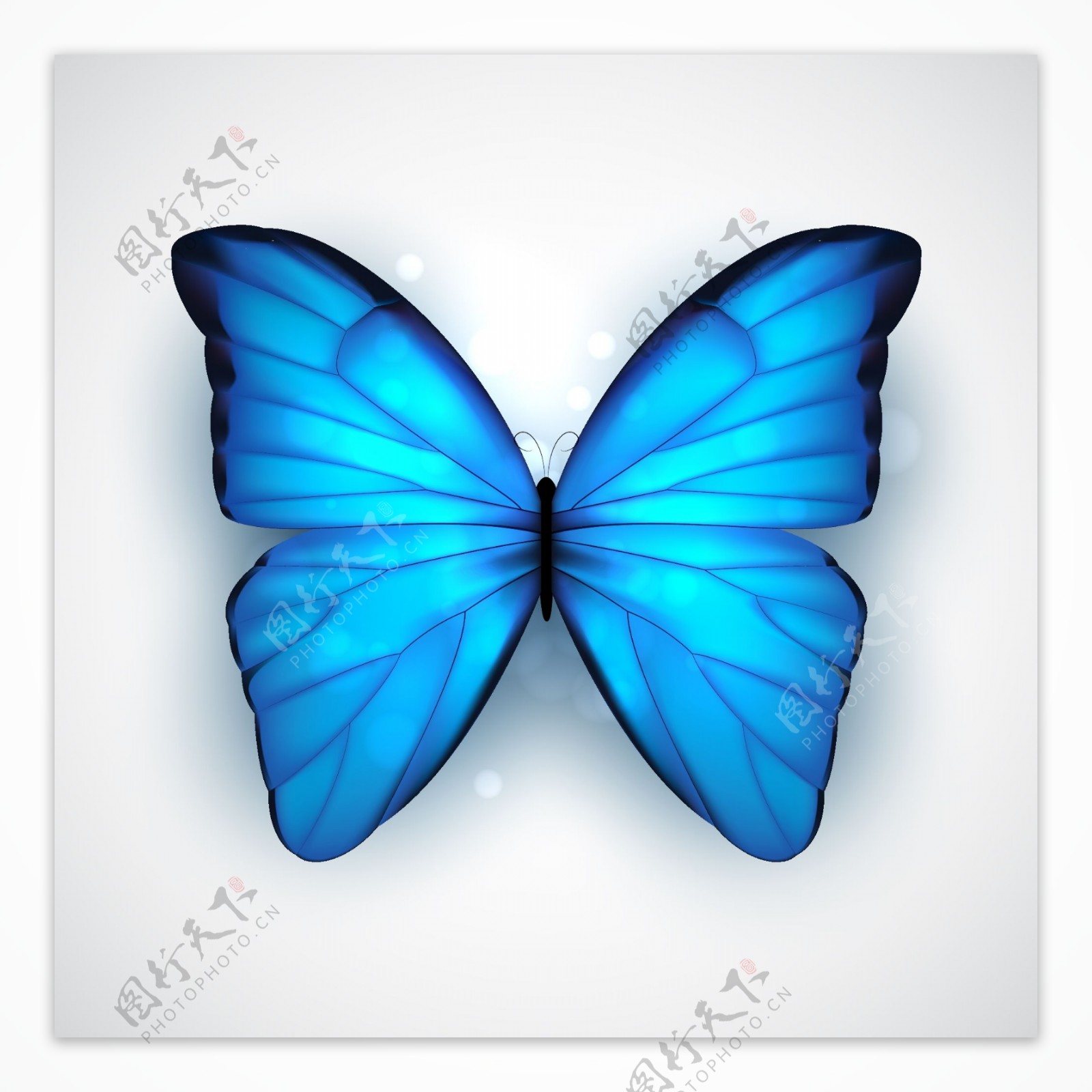 美丽蓝色蝴蝶
