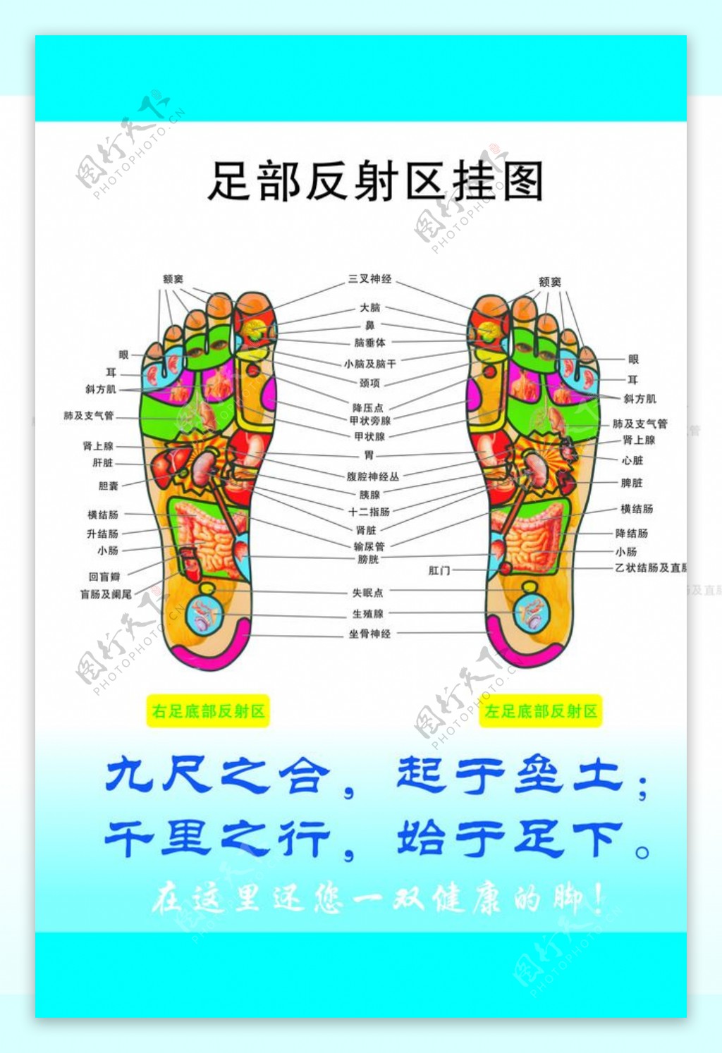 足部反射区挂图