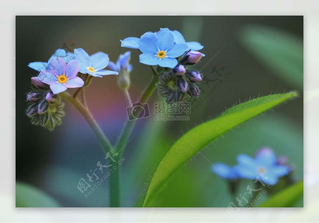 蓝颜色的花朵