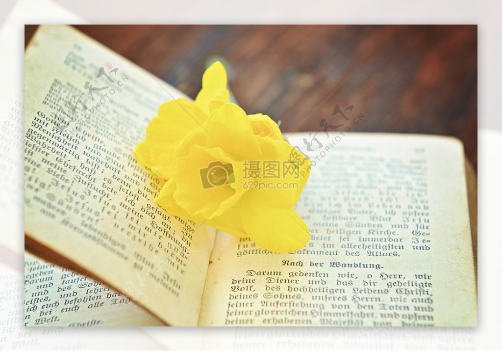 书本中的黄色花朵