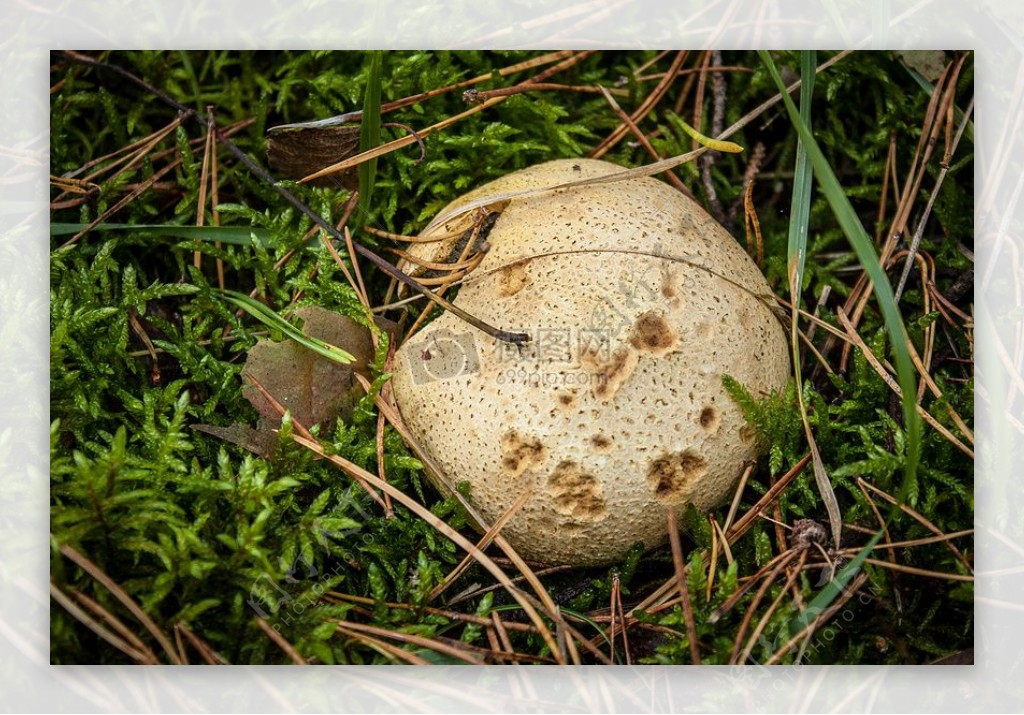 腐烂的蘑菇
