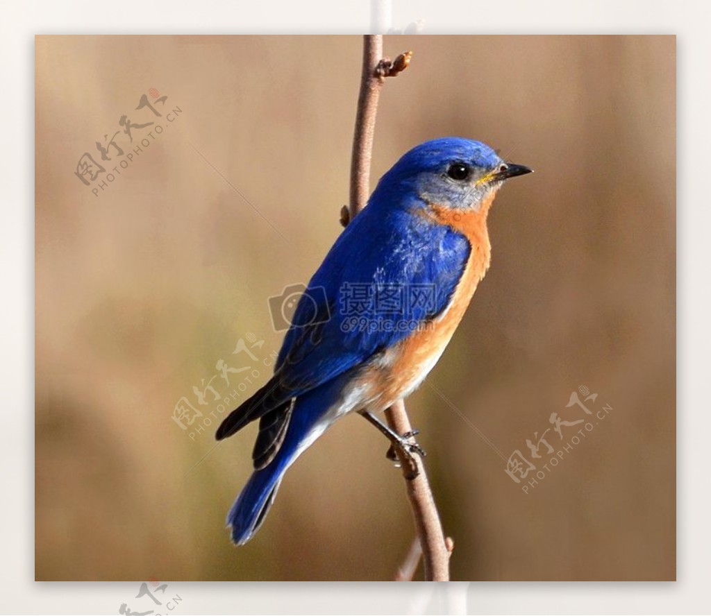 东方Bluebird.jpg