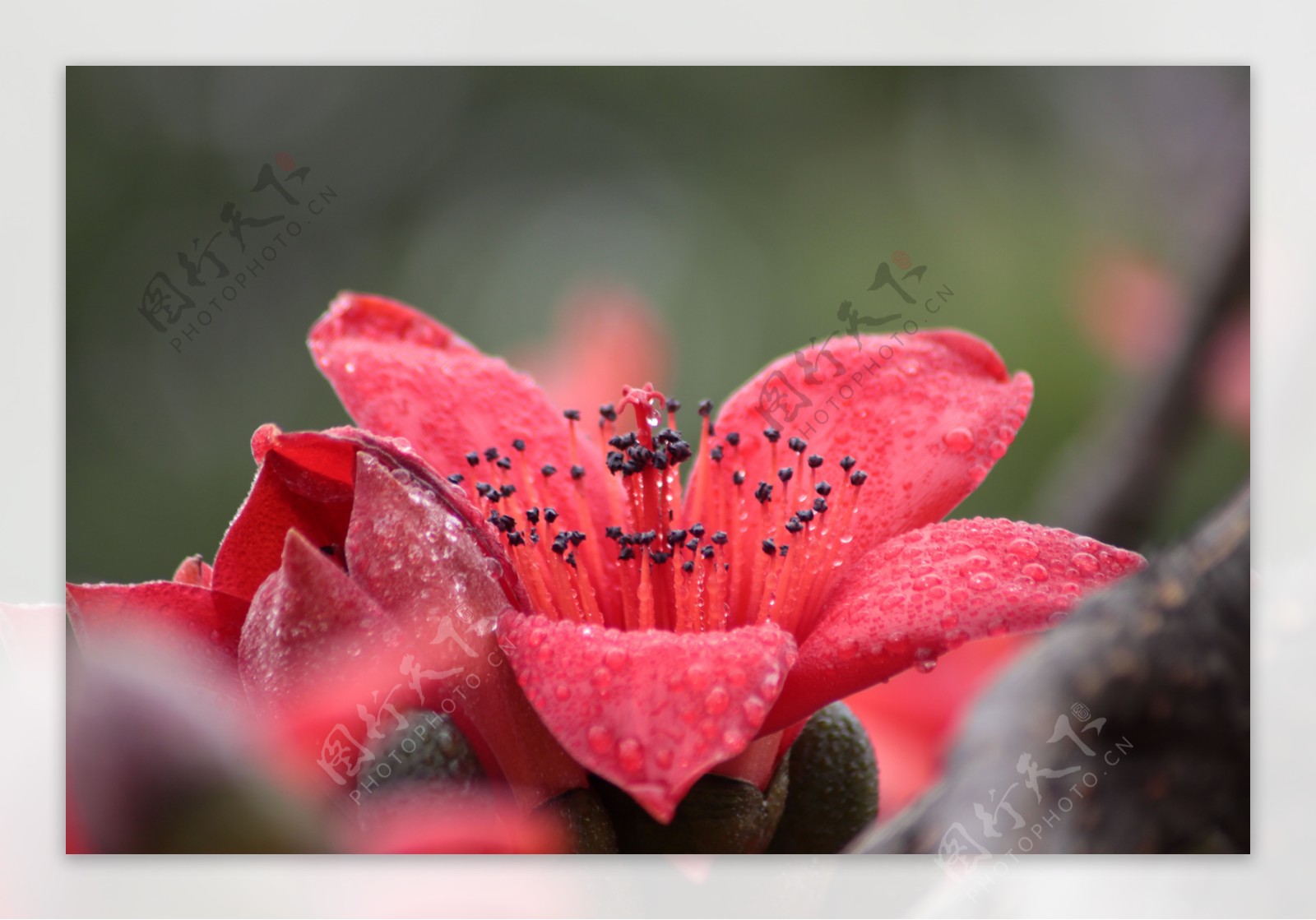 木棉花图片