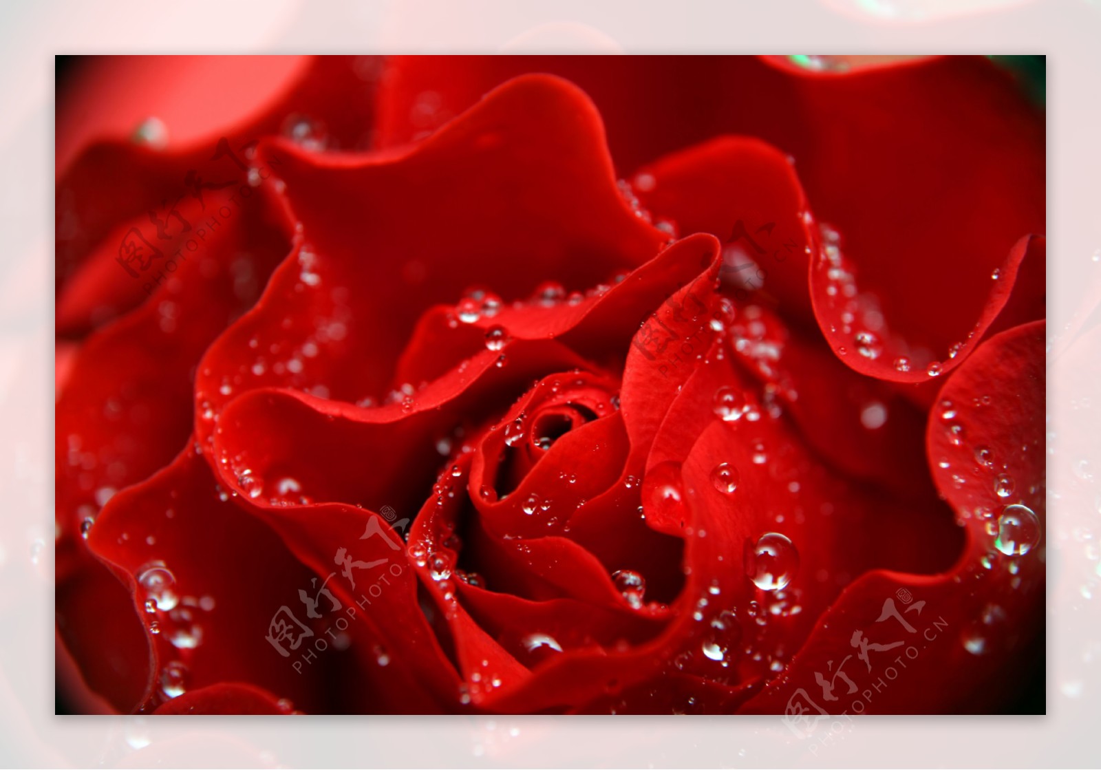 沾满露珠的玫瑰花图片素材-编号16384107-图行天下
