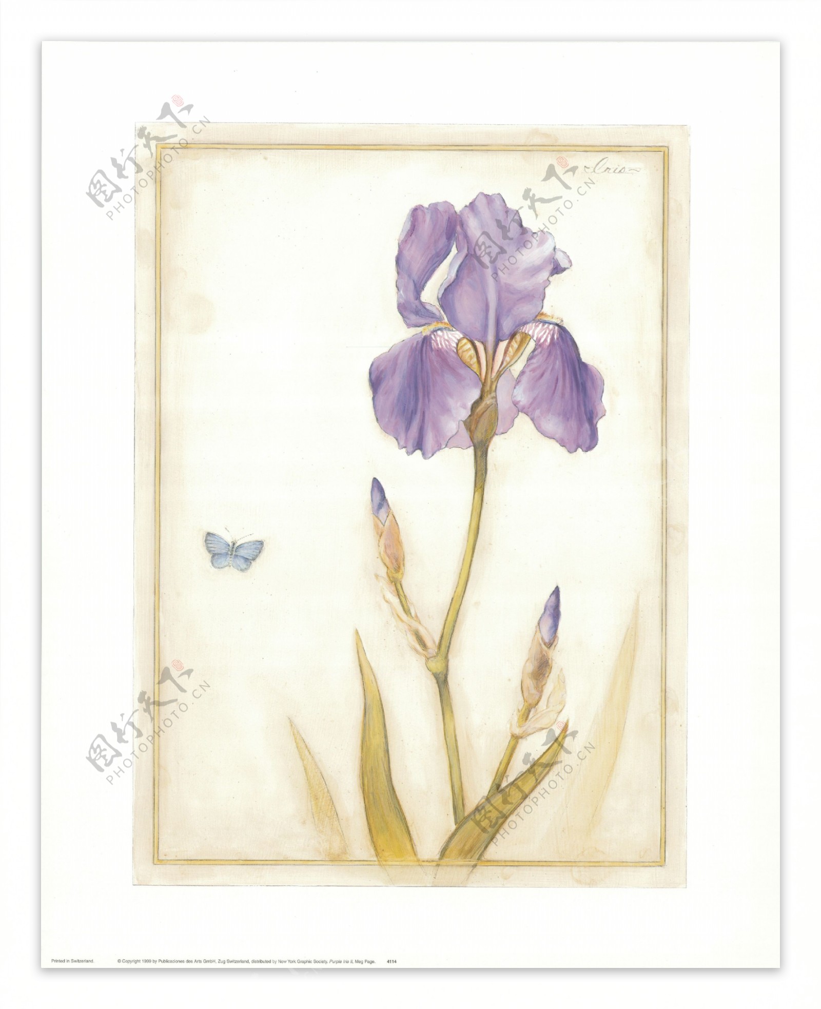 紫罗兰与蝴蝶装饰画画芯