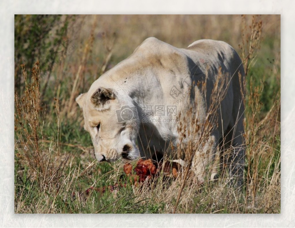 正在吃肉的狮子