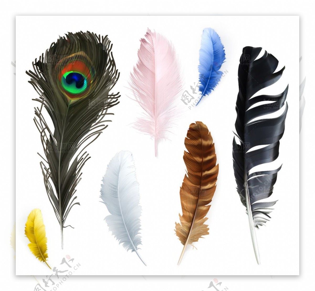 鸟类羽毛设计矢量素材