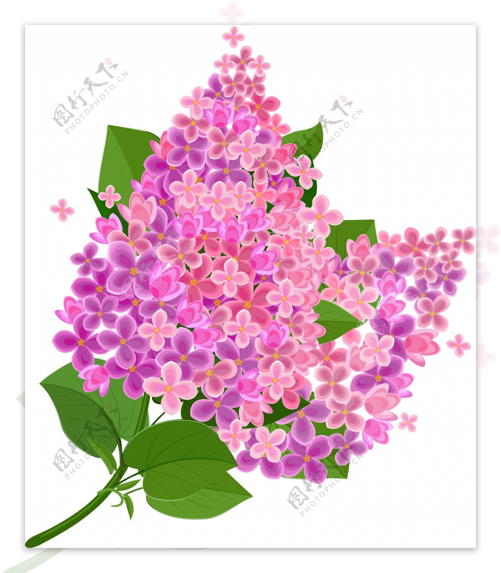 紫色的丁香花植物素材