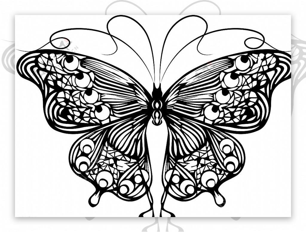 线描蝴蝶简洁翅膀美丽图片