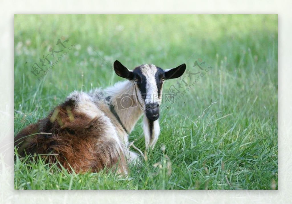山羊在牧场上放松