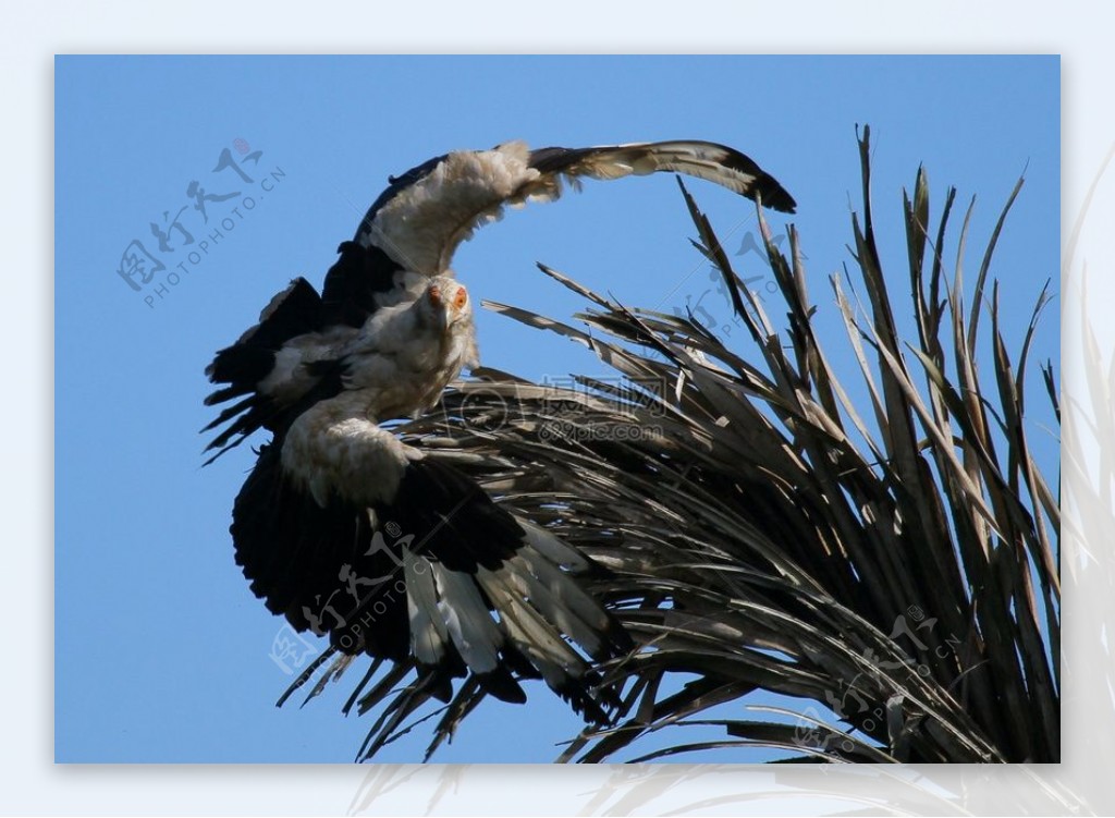 非洲palmnut秃鹫在飞行4