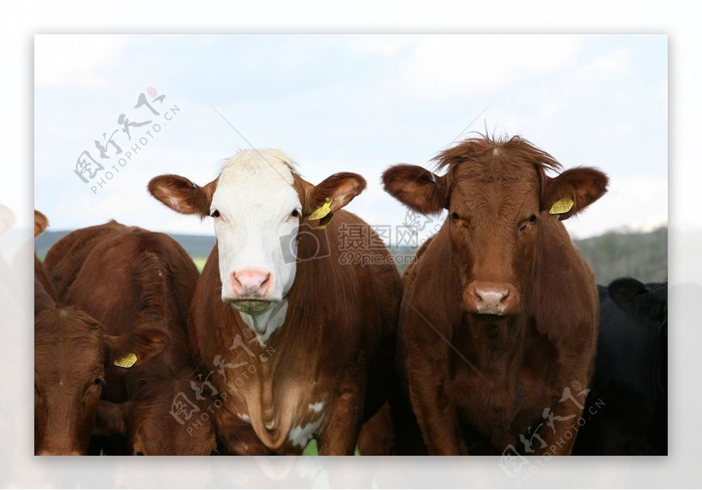 免费的牛的照片快乐牛说你好