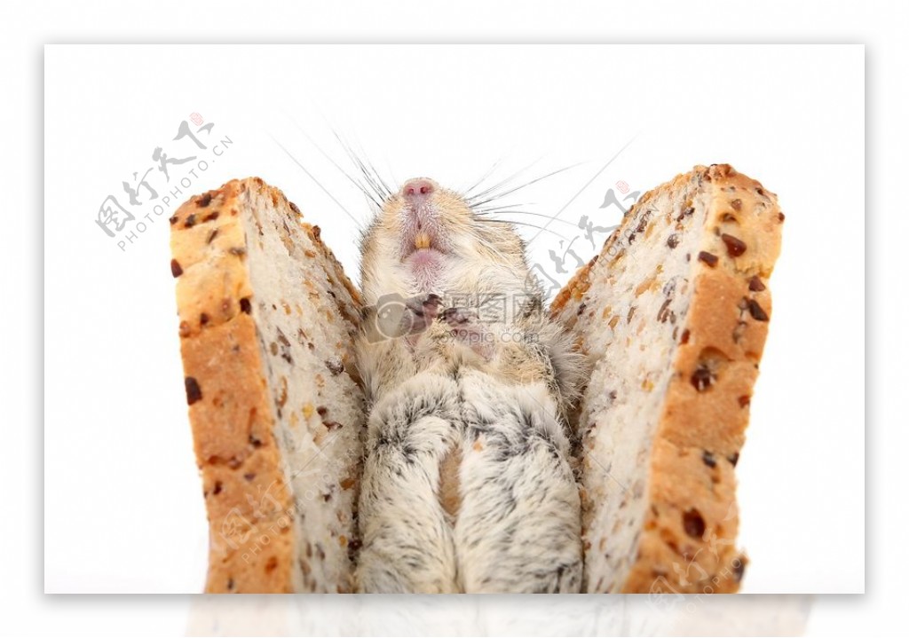猫的食物概念照片棕色啮齿动物三明治