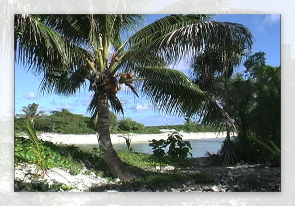 艾图塔基弯曲的棕榈树的股票视频视频免费下载