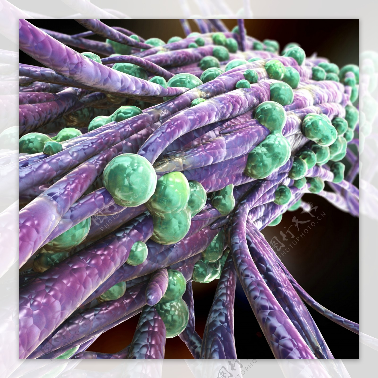 血管表面的细菌图片