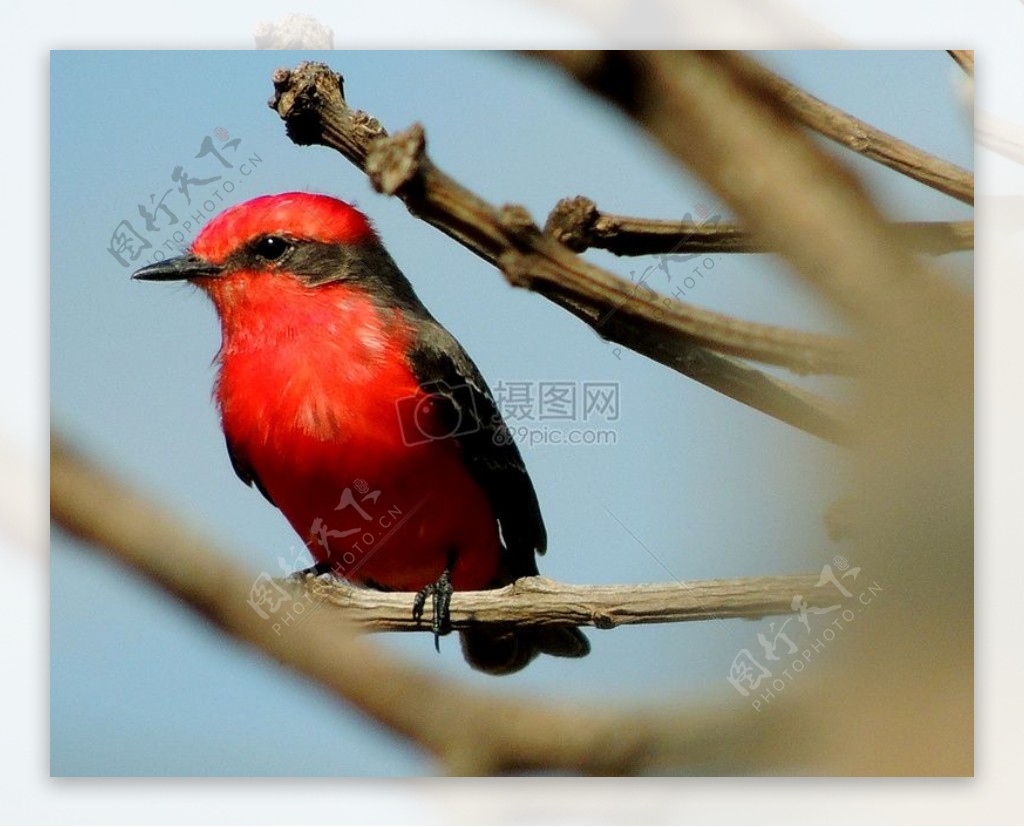 枝头上的红色小鸟