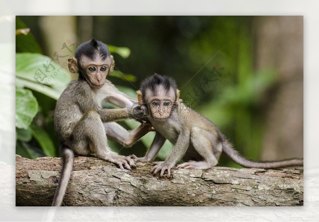 站在树干上的两只小猴子