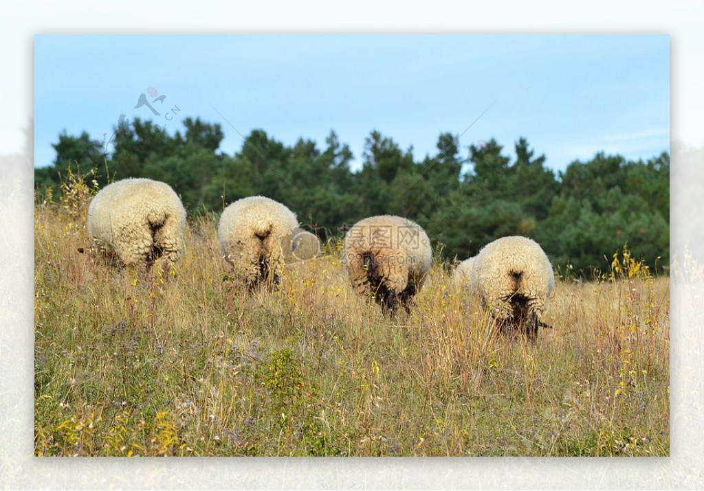 草丛里的小羊