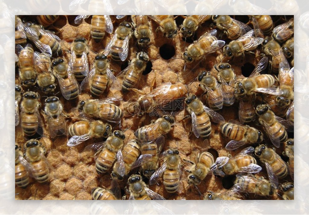 蜂巢上的蜂群