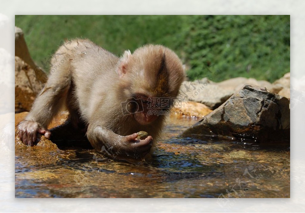 玩水的小猴子