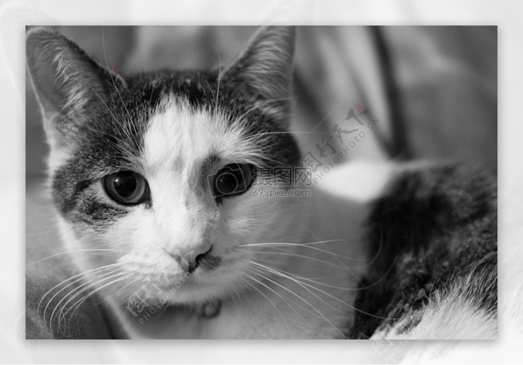 宠物猫黑白照片