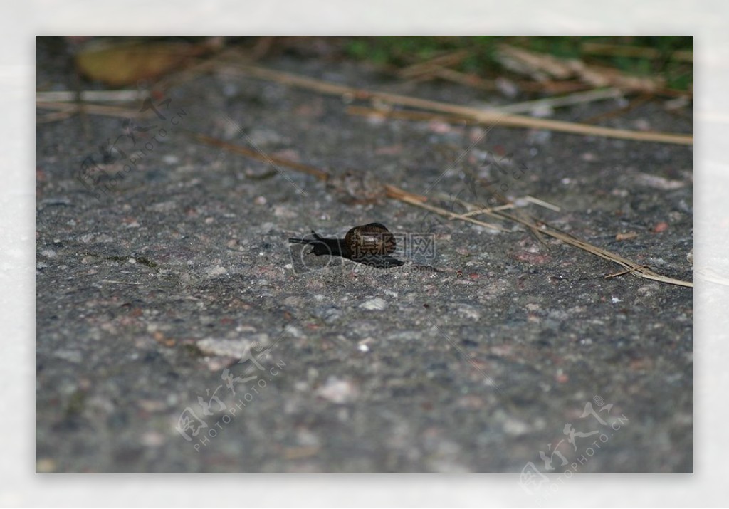 孤单爬行的蜗牛