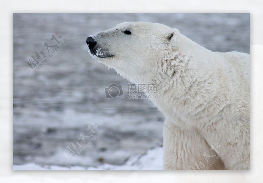 雪白的北极熊