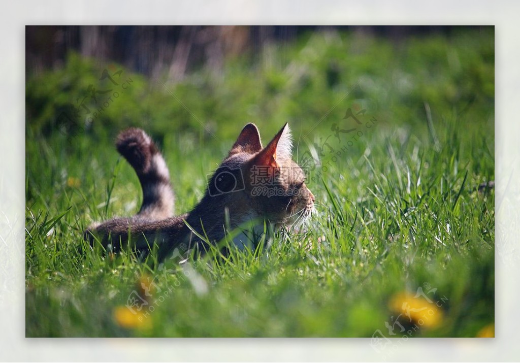草丛中的小猫