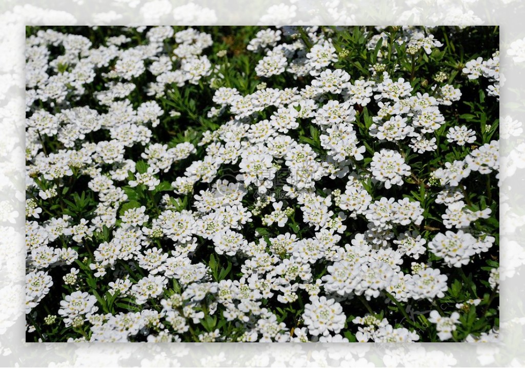 繁盛的白色花丛