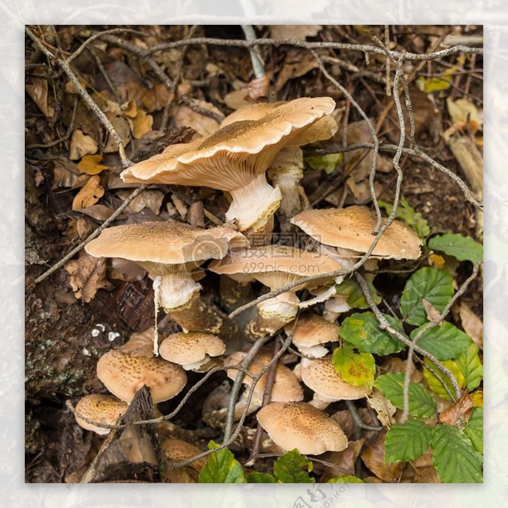 蘑菇森林自然蘑菇采摘浅棕色森林蘑菇森林的地面秋季