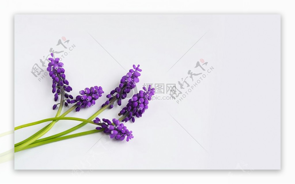 盛开的紫色小花