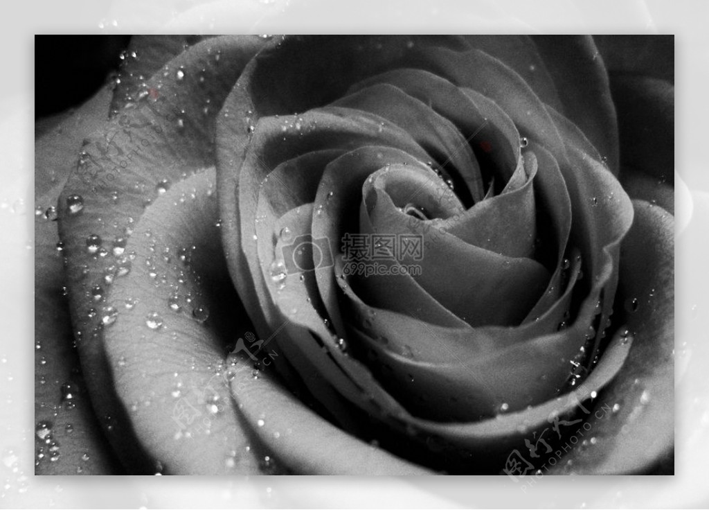 玫瑰花上的水滴