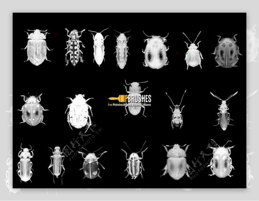 各种甲虫昆虫photoshop笔刷下载