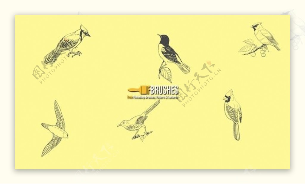 线条啄木鸟喜鹊鹦鹉等鸟图案PS笔刷素材