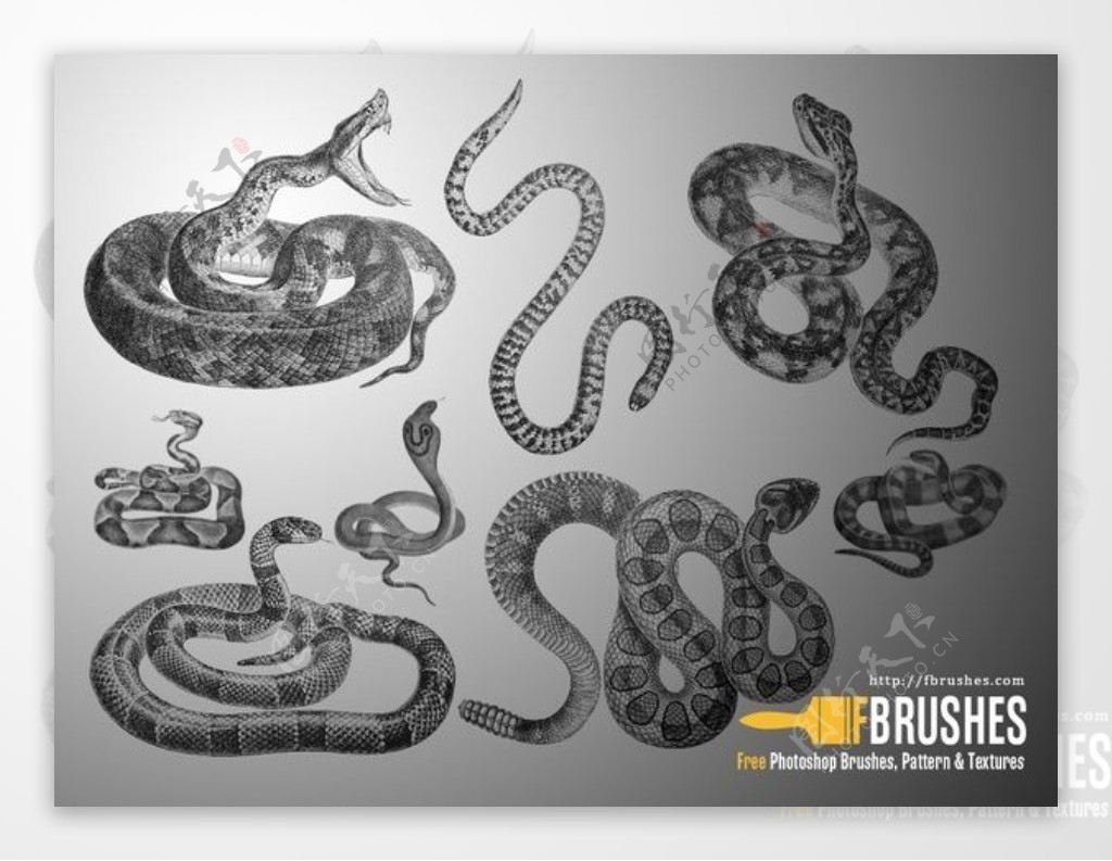 毒蛇眼镜蛇银线蛇响尾蛇Photoshop蛇笔刷素材