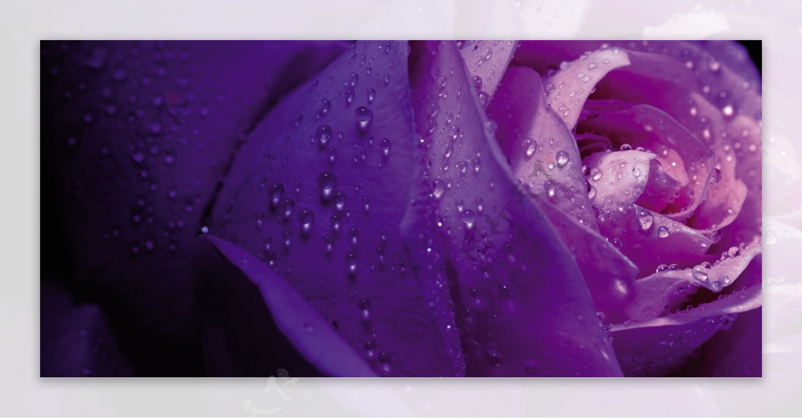 紫色玫瑰背景