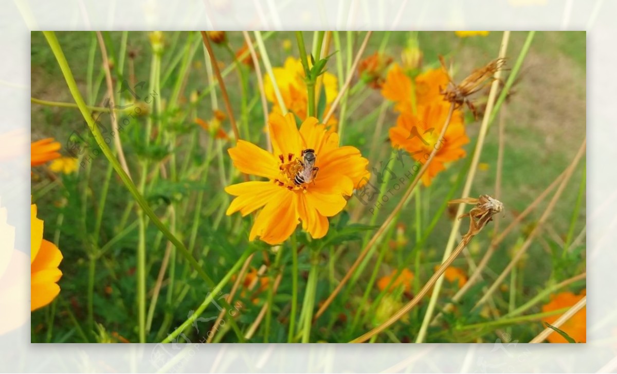 蜜蜂采蜜花卉素材