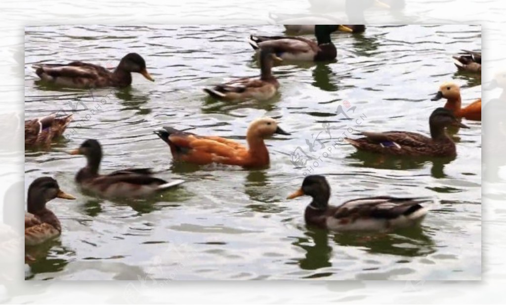 河流上面鸭子动物视频